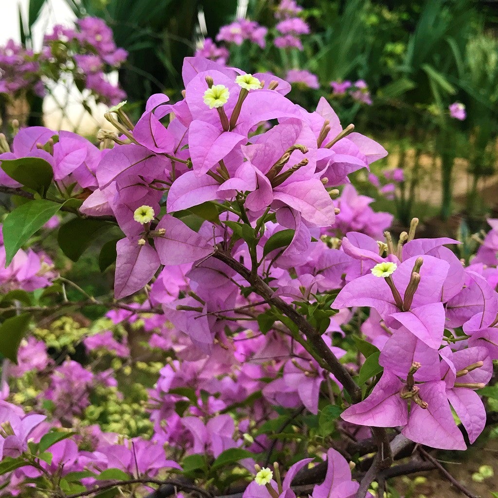 Bougainvillea Magnifica traillii (Bougainvillea glabra)