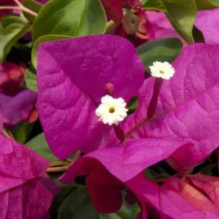 Bougainvillea 'Jazzi' (Bougainvillea Bambino™) - Ladybird Nursery