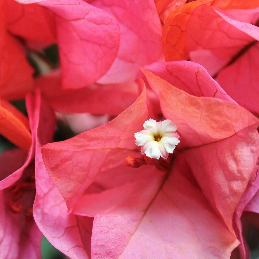Bougainvillea 'Jellibene' (Bougainvillea Bambino™) - Ladybird Nursery