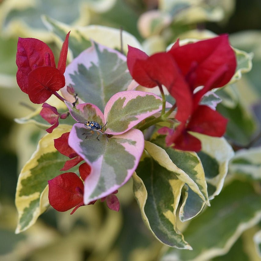 Bougainvillea 'Jellibene' (Bougainvillea Bambino™) - Ladybird Nursery