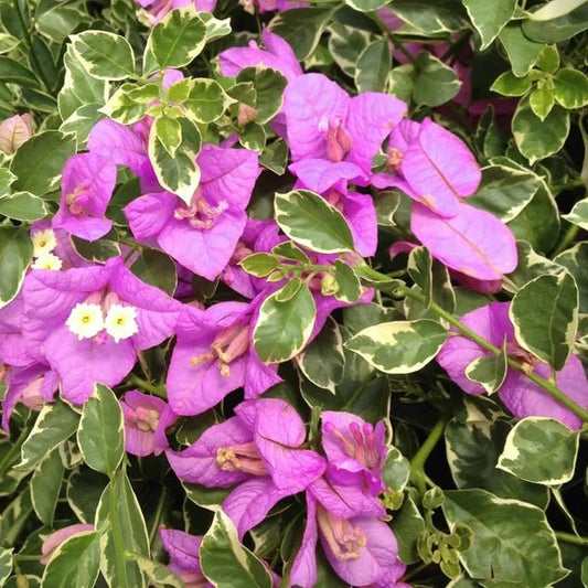 Bougainvillea ‘Kini' (Bougainvillea Bambino™) - Ladybird Nursery
