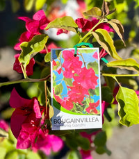 Bougainvillea 'Mahatma Ghandi' (Bougainvillea glabra) - Medium