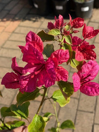 Bougainvillea 'Mahatma Ghandi' (Bougainvillea glabra) - Medium