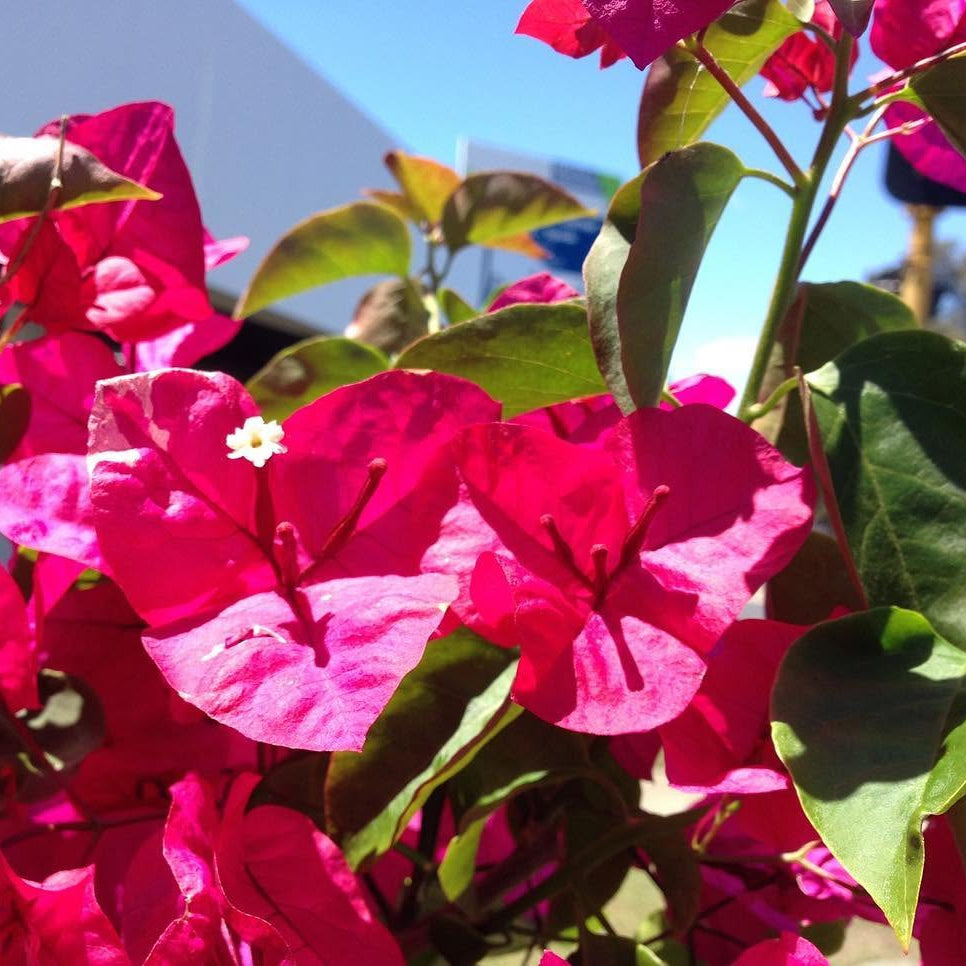 Bougainvillea 'Mahatma Ghandi' (Bougainvillea glabra) - Medium