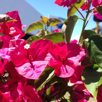 Bougainvillea 'Mahatma Ghandi' (Bougainvillea glabra) - Medium