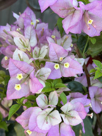 Bougainvillea 'Marlu' (Bougainvillea Bambino™) - Ladybird Nursery