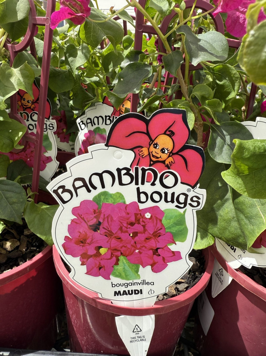 Bougainvillea 'Maudi' (Bougainvillea Bambino™) - Ladybird Nursery