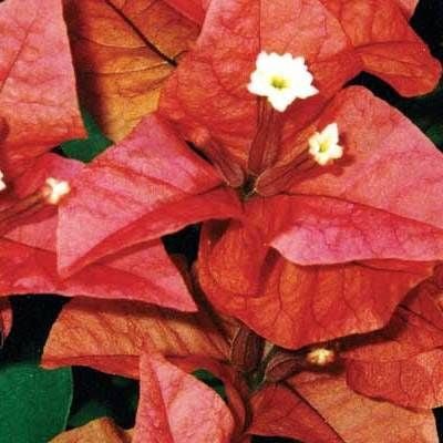 Bougainvillea ‘Pedro’ (Bougainvillea Bambino™) - Ladybird Nursery