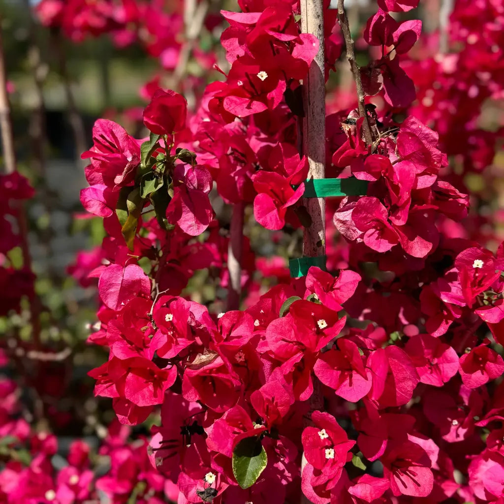 Bougainvillea 'Red Zed' (Bougainvillea glabra) - Medium