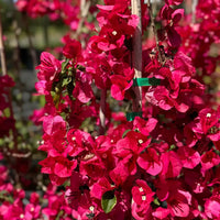 Bougainvillea 'Red Zed' (Bougainvillea glabra) - Medium