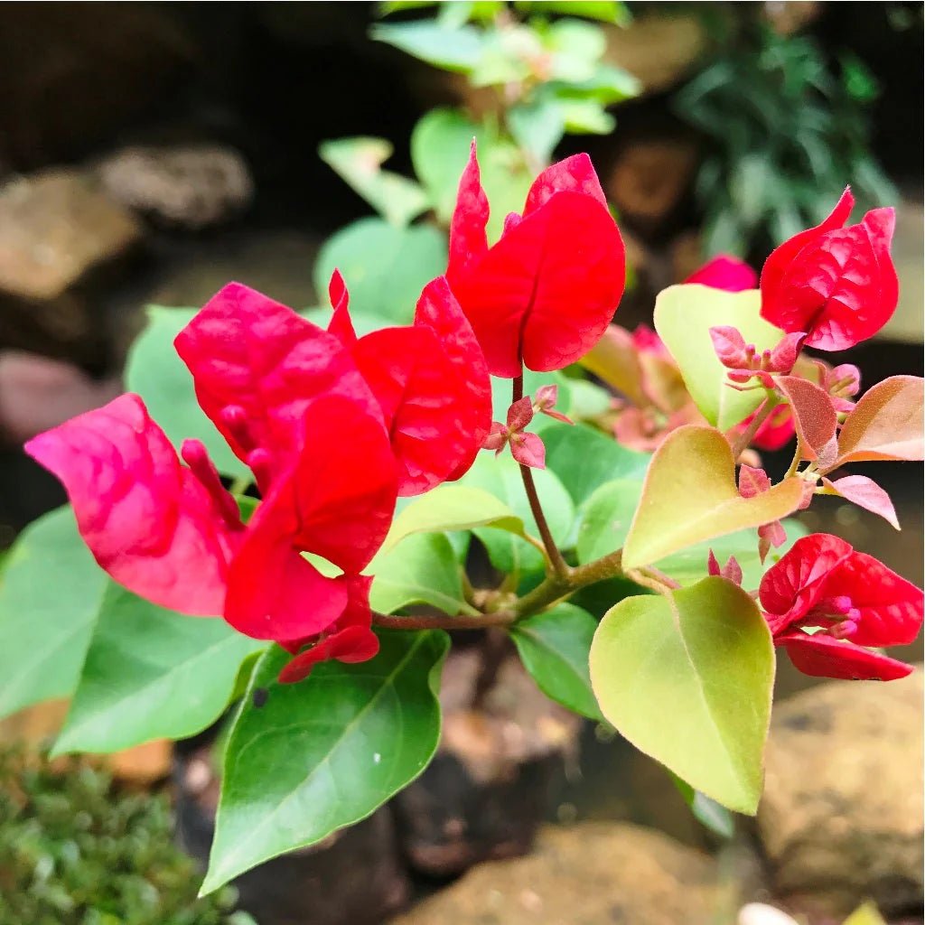 Bougainvillea Scarlet Glory (Bougainvillea glabra) - Ladybird Nursery