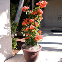 Bougainvillea Orange Glory (Bougainvillea glabra) - Ladybird Nursery