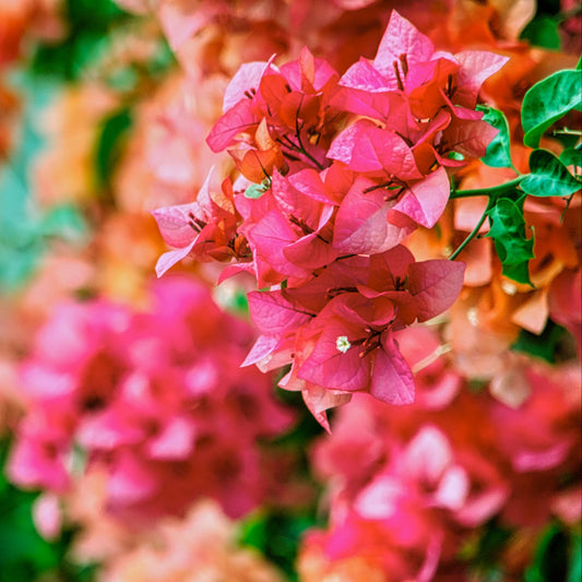 Bougainvillea ‘Sunrise' showing clusters of soft pink to apricot bracts with vivid green leaves in sunlight