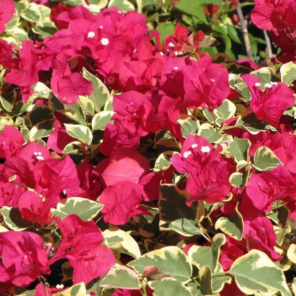 Bougainvillea 'Zuki' (Bougainvillea Bambino™) - Large - Ladybird Nursery