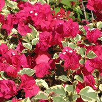 Bougainvillea 'Zuki' (Bougainvillea Bambino™) - Large - Ladybird Nursery