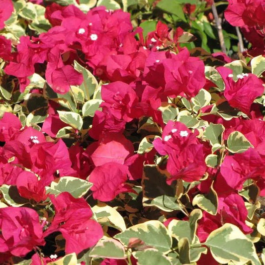 Bougainvillea 'Zuki' (Bougainvillea Bambino™) - Large - Ladybird Nursery
