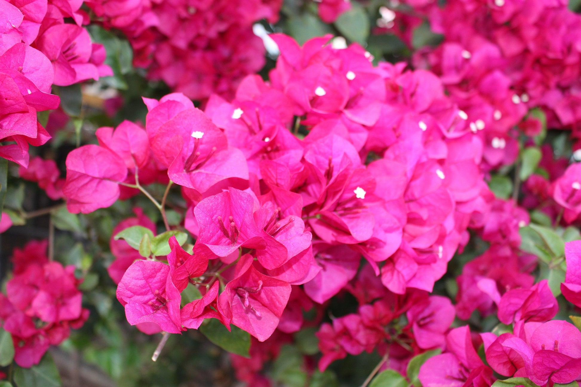 Bougainvillea Lolita (Bougainvillea glabra)