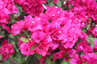 Bougainvillea Lolita (Bougainvillea glabra)