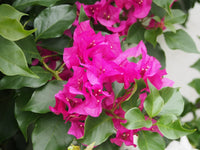 Bougainvillea Crimson Jewel (Bougainvillea glabra) - Ladybird Nursery