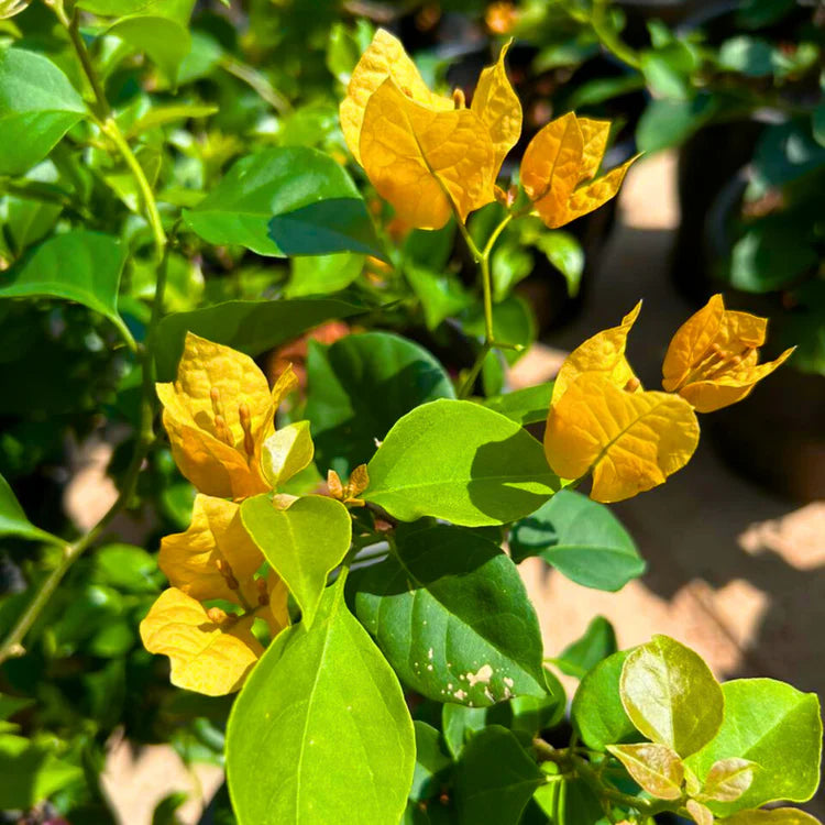 Bougainvillea Golden Dragon (Bougainvillea glabra)