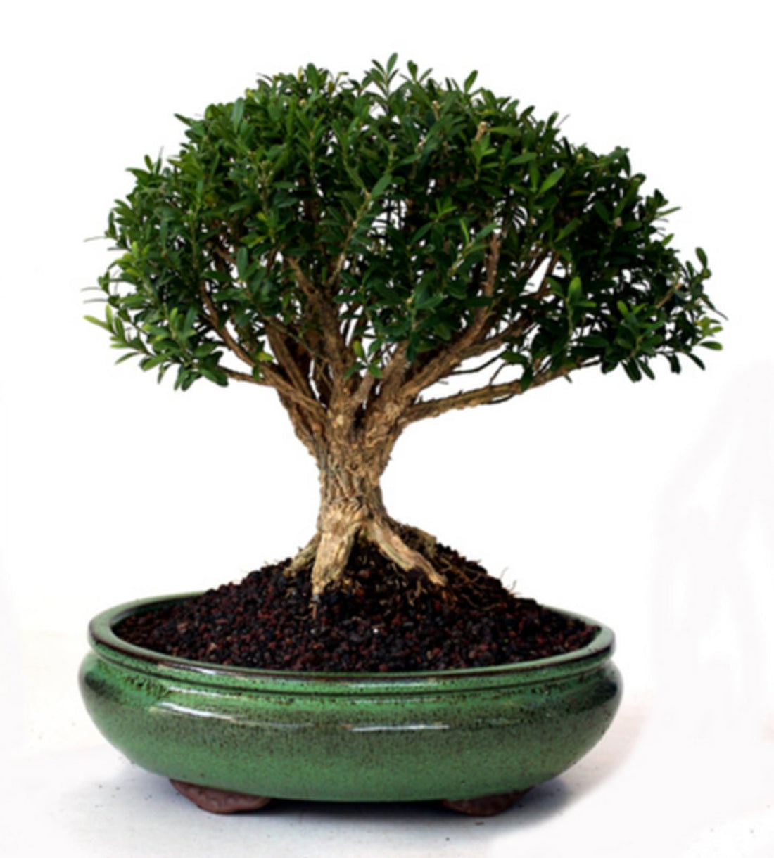 Boxwood Harland Box Bonsai Starter (Buxus harlandii) - Ladybird Nursery