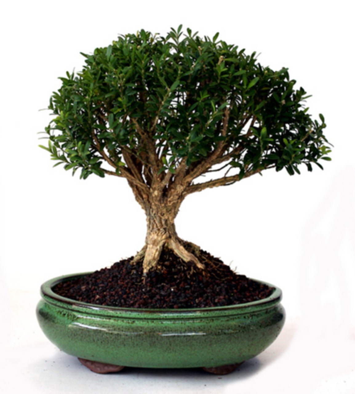 Boxwood Harland Box Bonsai Starter (Buxus harlandii) - Ladybird Nursery