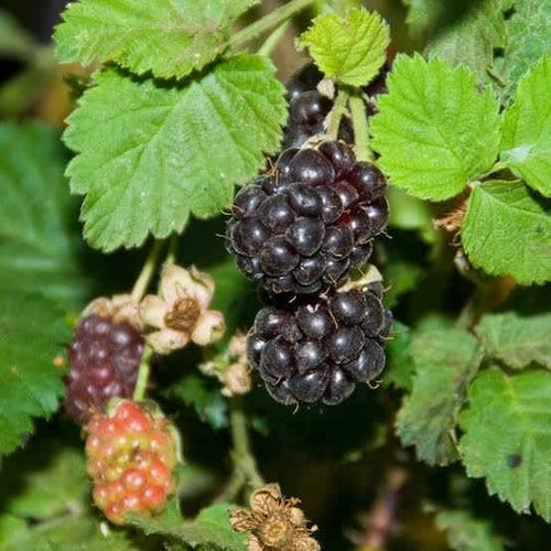 Boysenberry - Ladybird Nursery