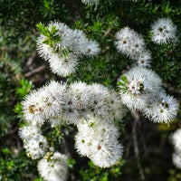Bracelet Honey Myrtle Pink (Melaleuca armillaris)