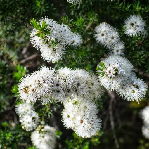 Bracelet Honey Myrtle Pink (Melaleuca armillaris)