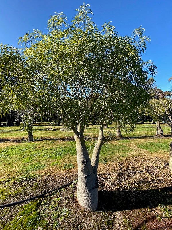 Queensland Bottle Tree (Brachychiton rupestris) 140mm Pot - Ladybird Nursery