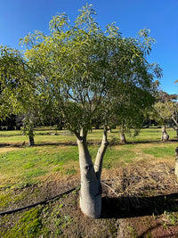 Queensland Bottle Tree (Brachychiton rupestris) 140mm Pot