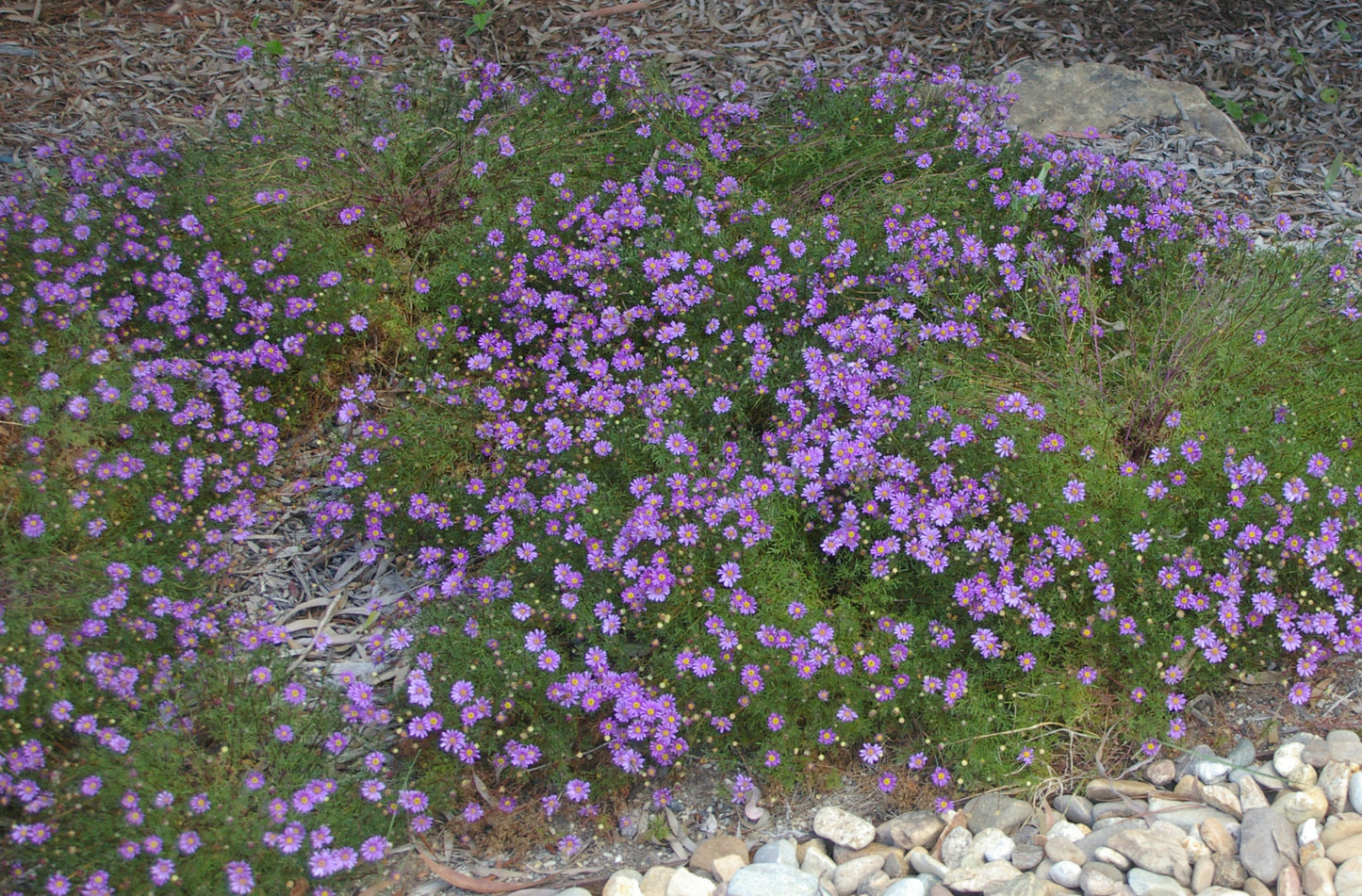 Cut-leaf Daisy Break O Day (Brachyscome multifida)
