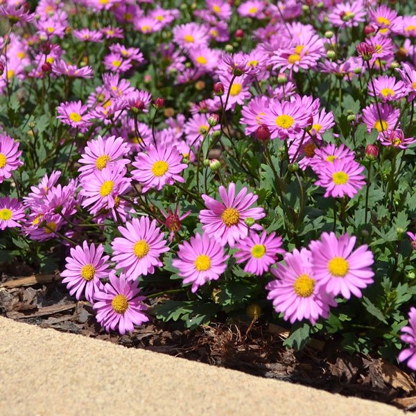 Swan River Daisy 'Fresco Candy' (Brachyscome) - Ladybird Nursery