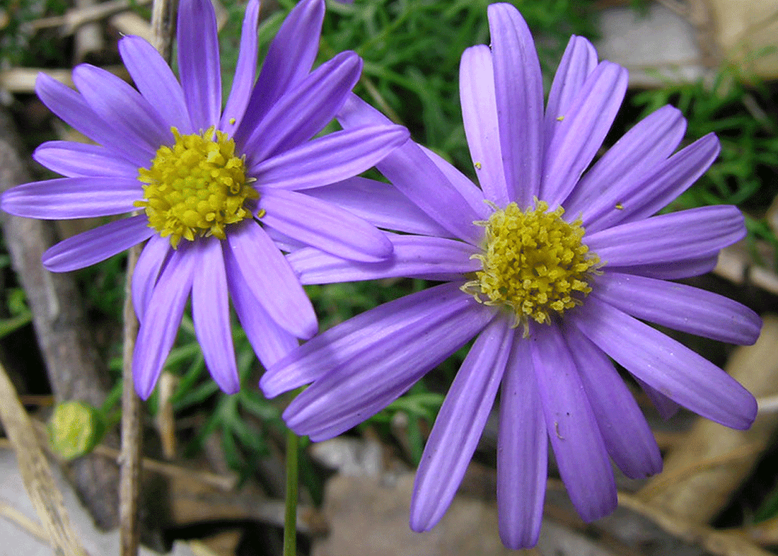 Cut - leaf Daisy Blue (Brachyscome multifida) - Ladybird Nursery