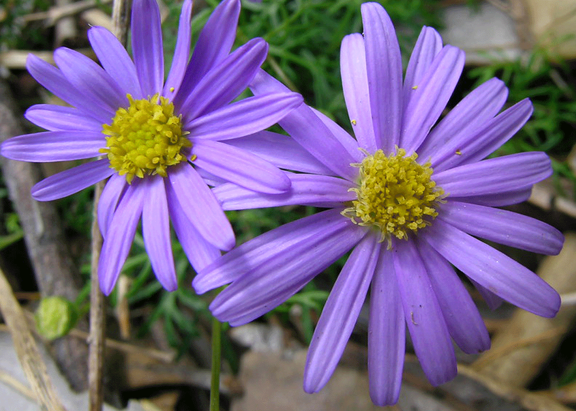 Cut-leaf Daisy Blue (Brachyscome multifida)