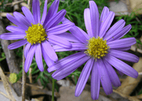 Cut-leaf Daisy Blue (Brachyscome multifida)
