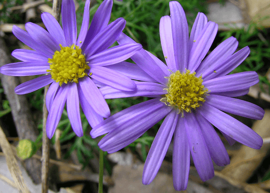 Cut-leaf Daisy Blue (Brachyscome multifida)