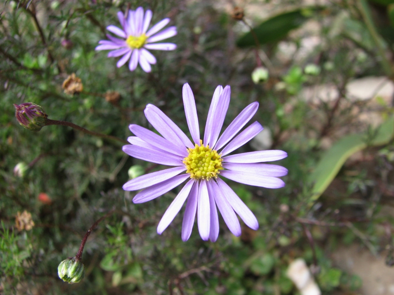 Cut-leaf Daisy Blue (Brachyscome multifida)