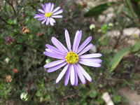 Cut - leaf Daisy Blue (Brachyscome multifida) - Ladybird Nursery