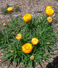 Paper Daisy (Bracteantha Sunbrella)
