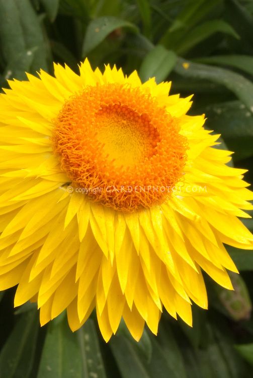 Strawflower Lemon Duchess (Xerochrysum) - Ladybird Nursery