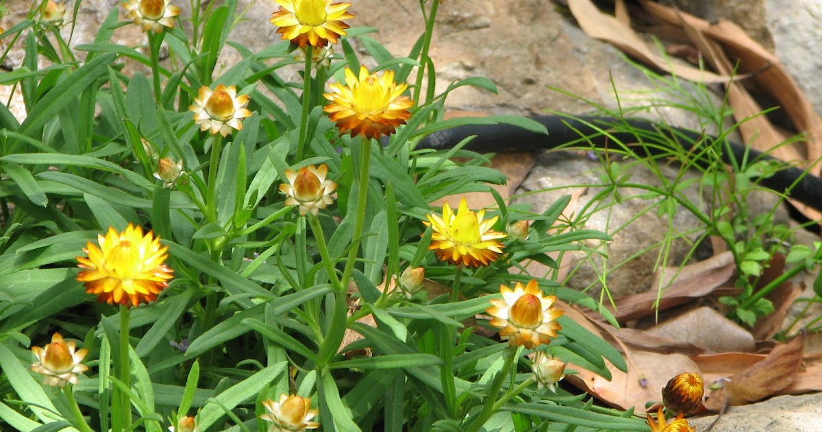 Paper Daisy (Bracteantha Sunbrella)