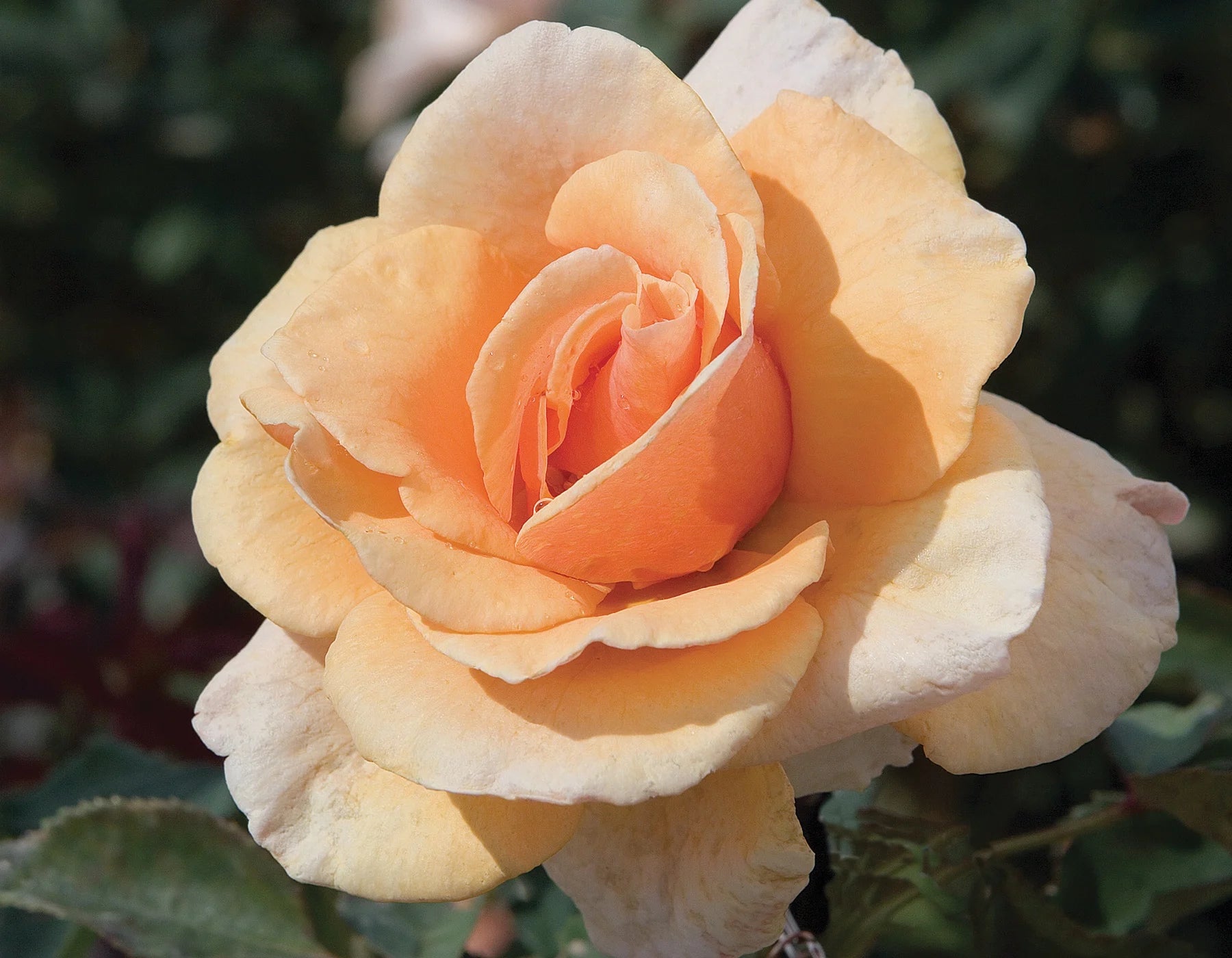 Rose Brandy Hybrid Tea (Rosa) - Ladybird Nursery