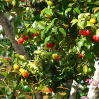 Brazil Cherry - Ladybird Nursery