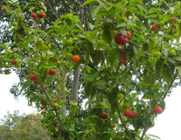 Brazil Cherry - Ladybird Nursery