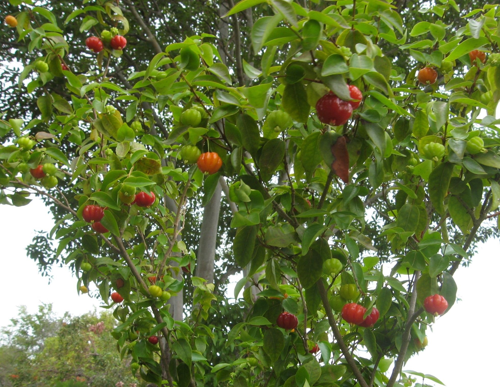 Brazil Cherry - Ladybird Nursery
