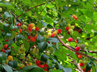 Brazil Cherry - Ladybird Nursery