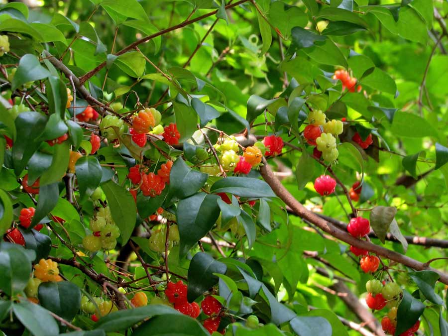 Brazil Cherry - Ladybird Nursery