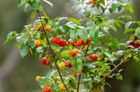 Brazil Cherry - Ladybird Nursery
