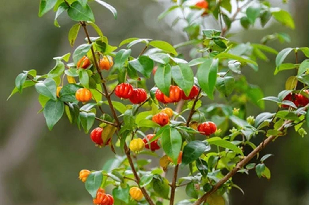 Brazil Cherry - Ladybird Nursery